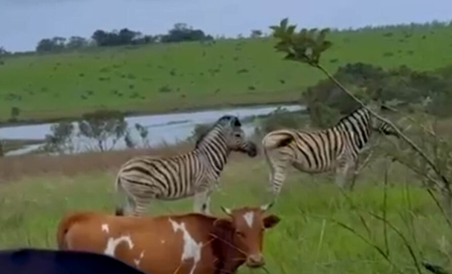 Observation d’animaux